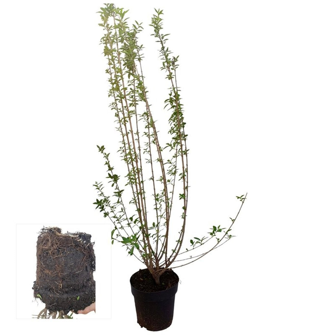 Ligustrum vulgare Atrovirens 125cm 21cm Pot