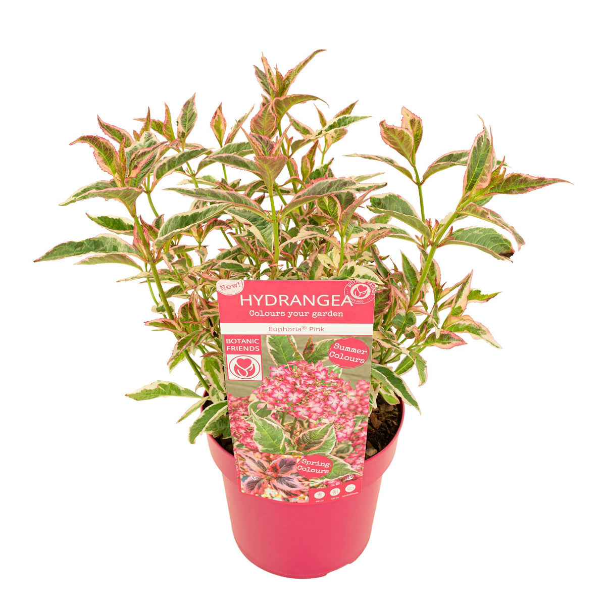 Hydrangea serrata 40cm 19cm Pot