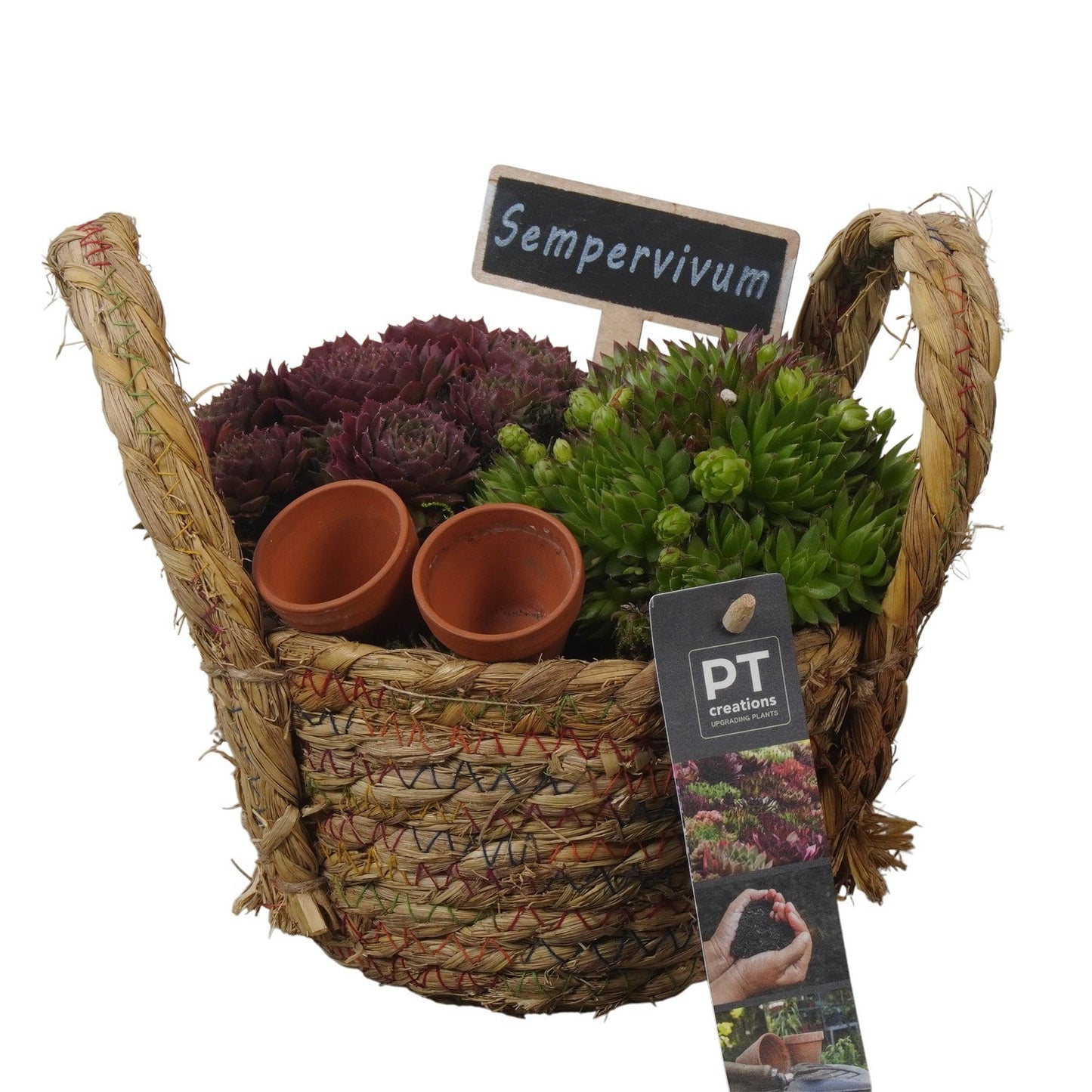 arr. Sempervivum 17cm 15cm Pot