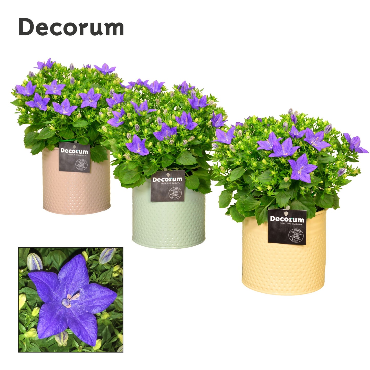 Campanula Napoli 22cm 14cm Pot