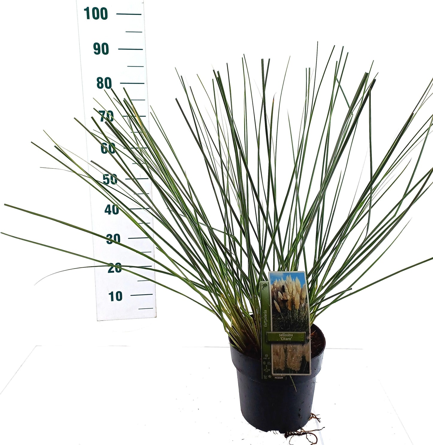 Cortaderia selloana 85cm 23cm Pot