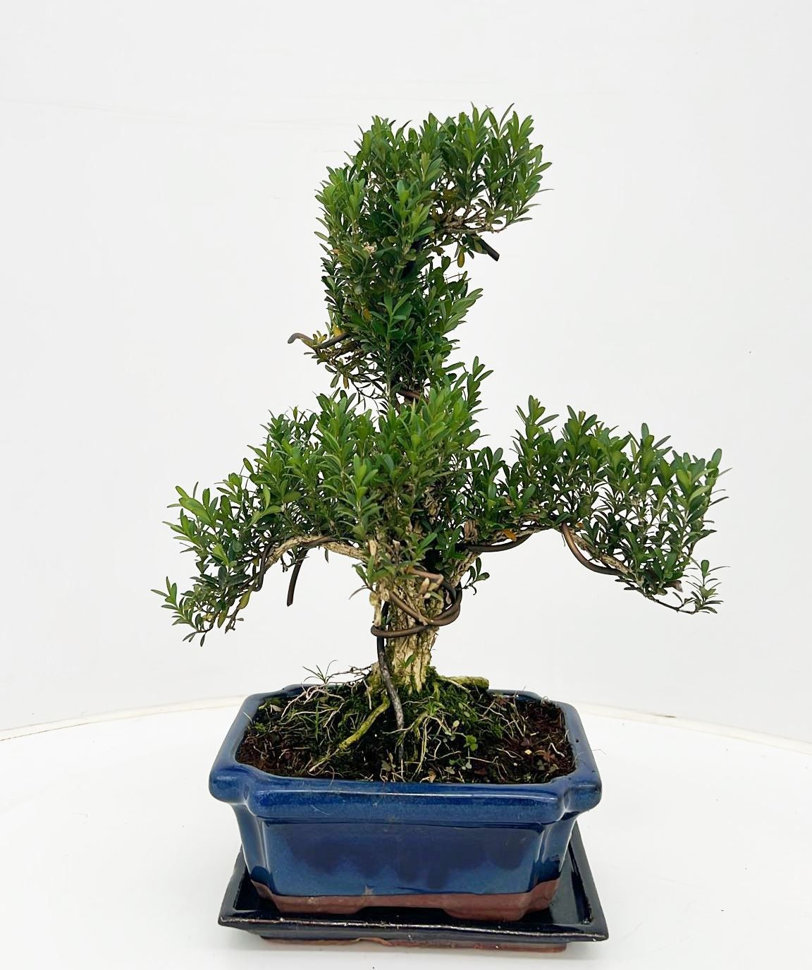 Bonsai Metasequoia Forest 30cm 20cm Pot