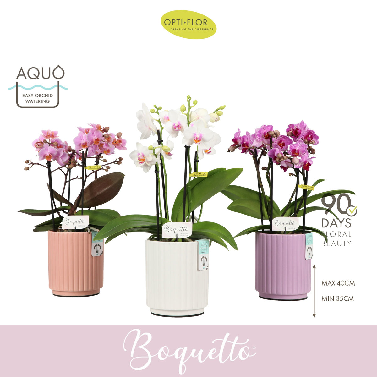 Phalaenopsis Boquetto mix Pinko 35cm 12cm Pot