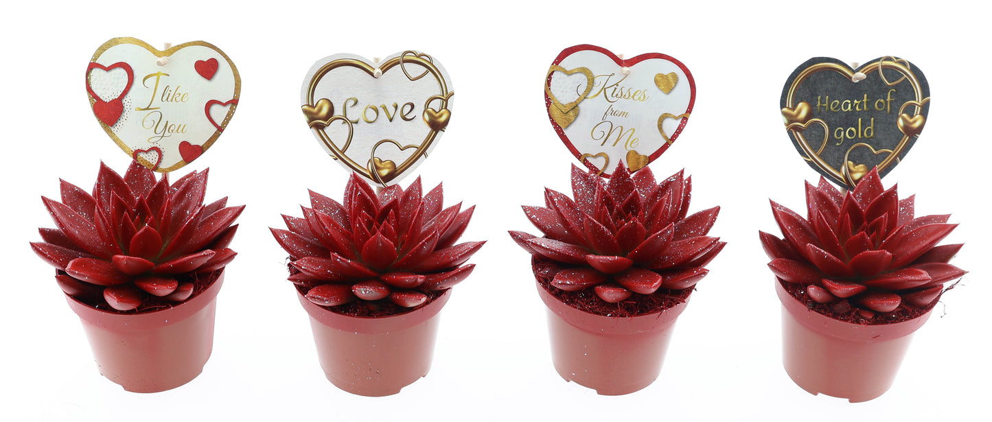 Miranda rood glitter + love etiket 12cm 510cm Pot
