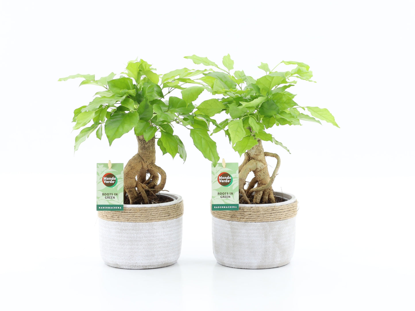 Radermachera sinica 30cm 14cm Pot