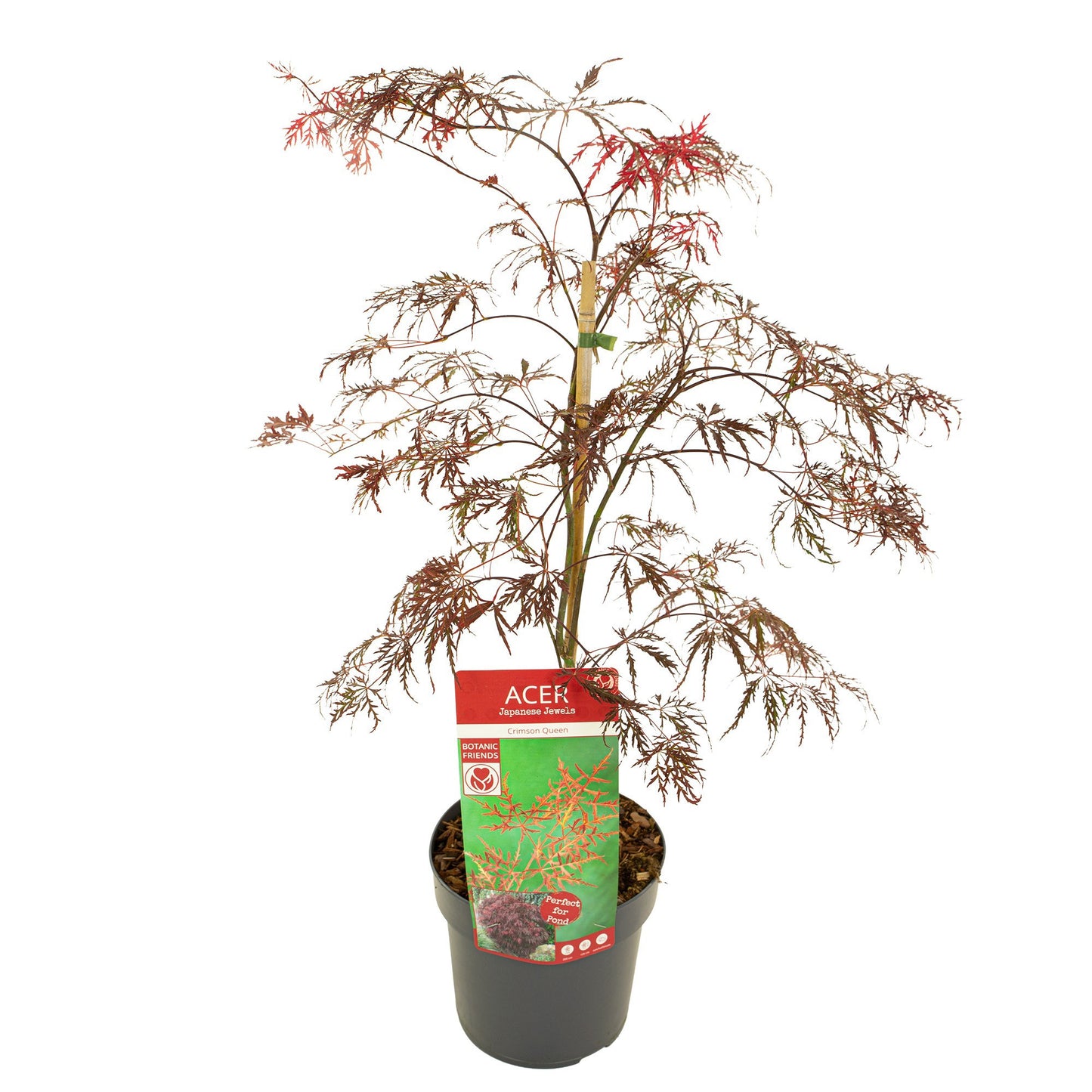 Acer Crimson Queen 55cm 19cm Pot