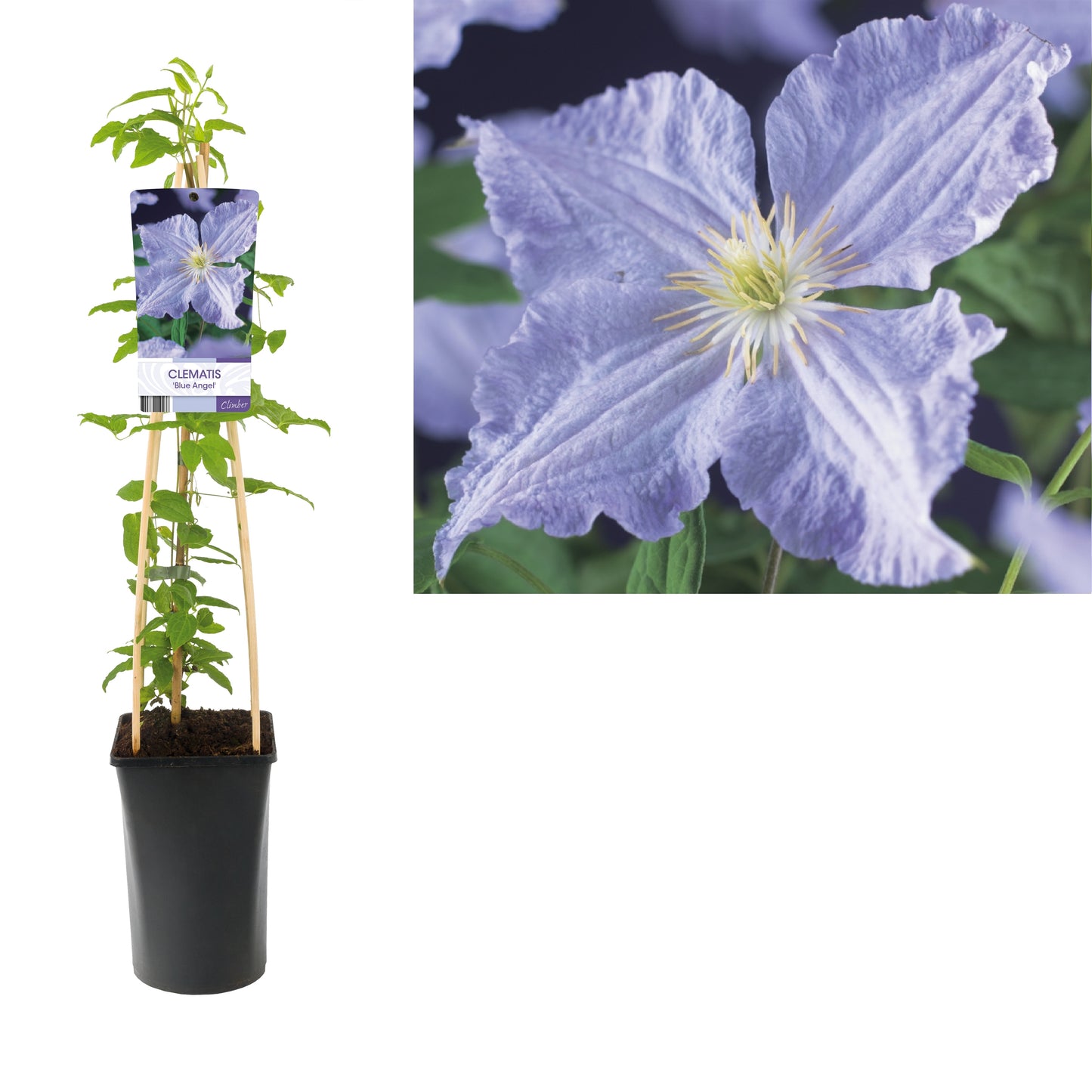 Clematis jac. Blekitny Aniol 75cm 17cm Pot