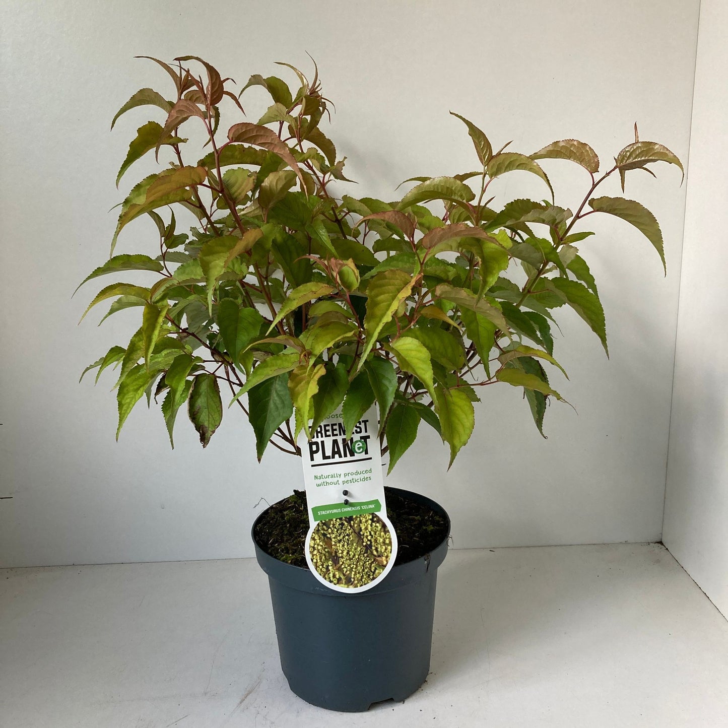 Stachyurus chin. Celina 35cm 19cm Pot