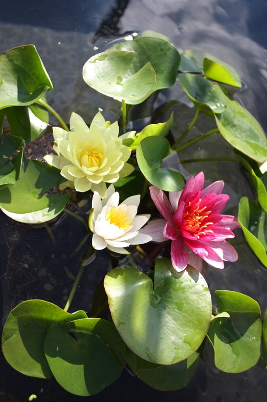 Nymphaea mix trio 30cm 18cm Pot