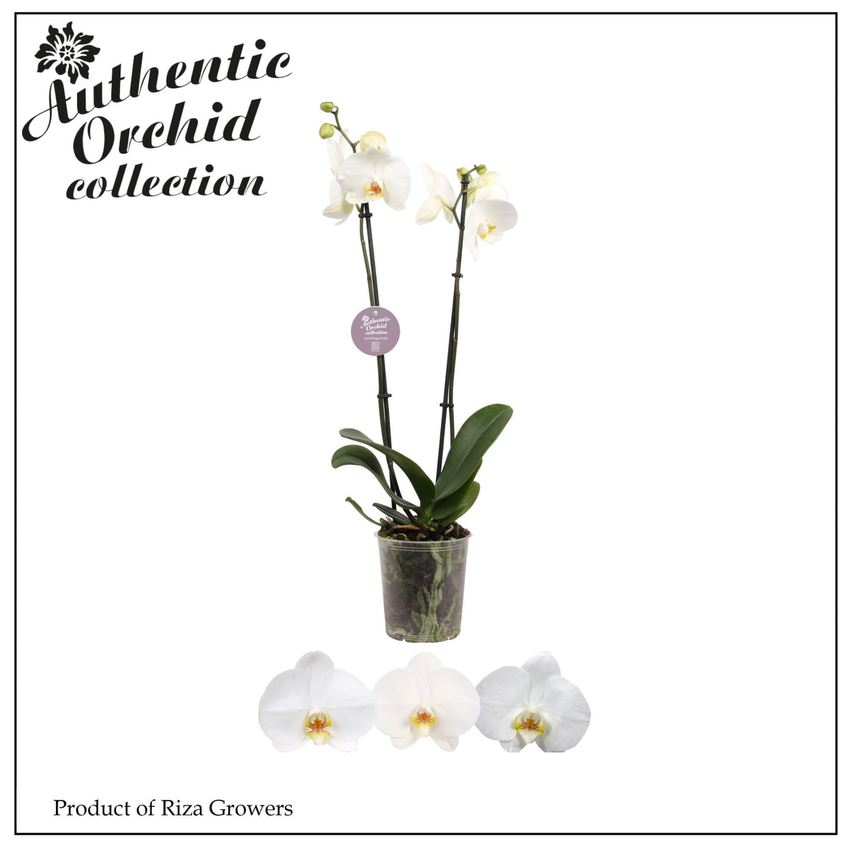 Phalaenopsis white 70cm 12cm Pot