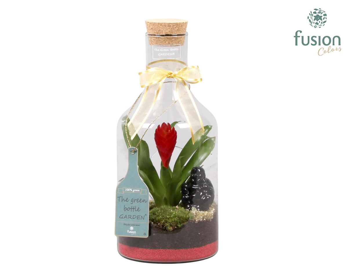 arr. Bromelia 35cm 15cm Pot