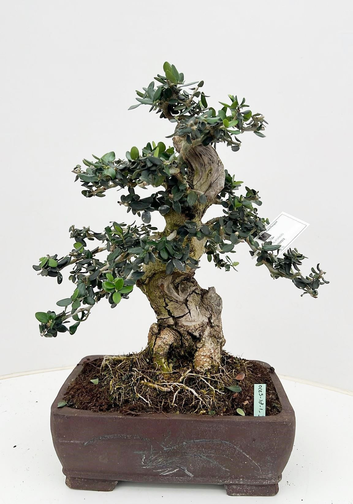 Olea europaea 50cm 28cm Pot
