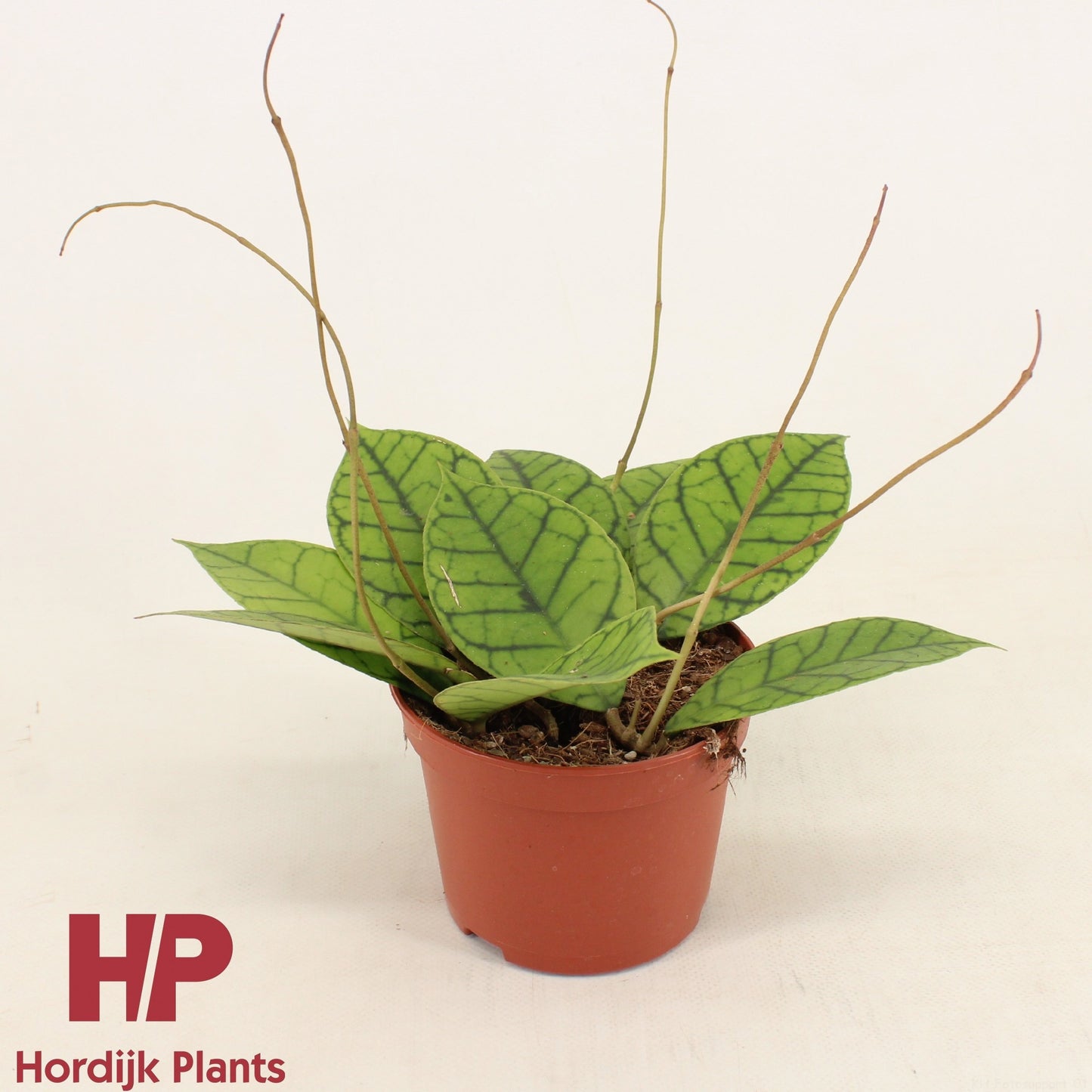 Hordijk Plants Hoya callistophylla Pack of 8