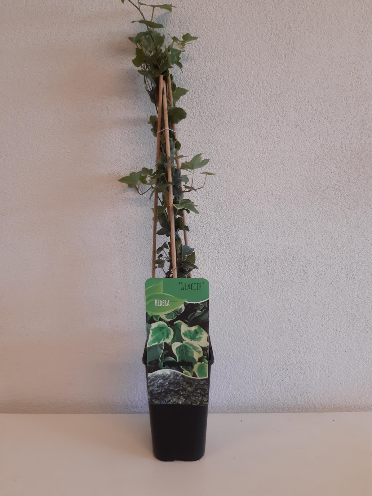 Hedera helix Glacier 14cm Pot