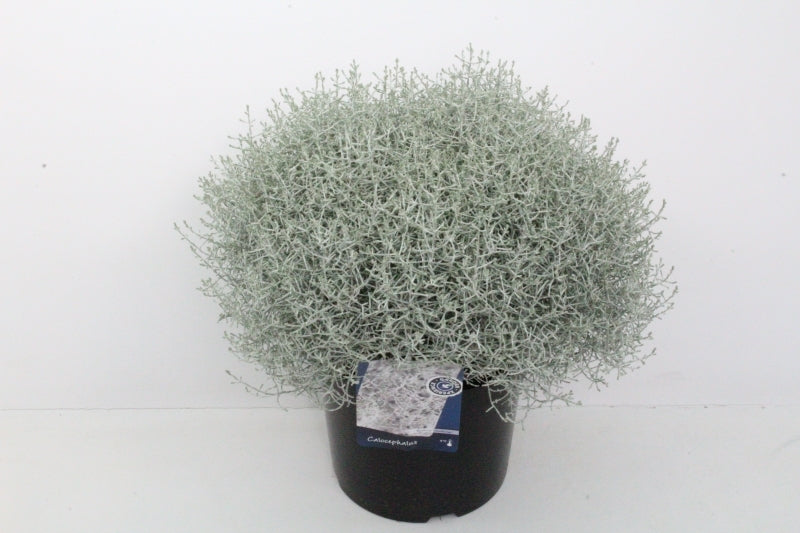 Calocephalus brownii Challenge 55cm 27cm Pot