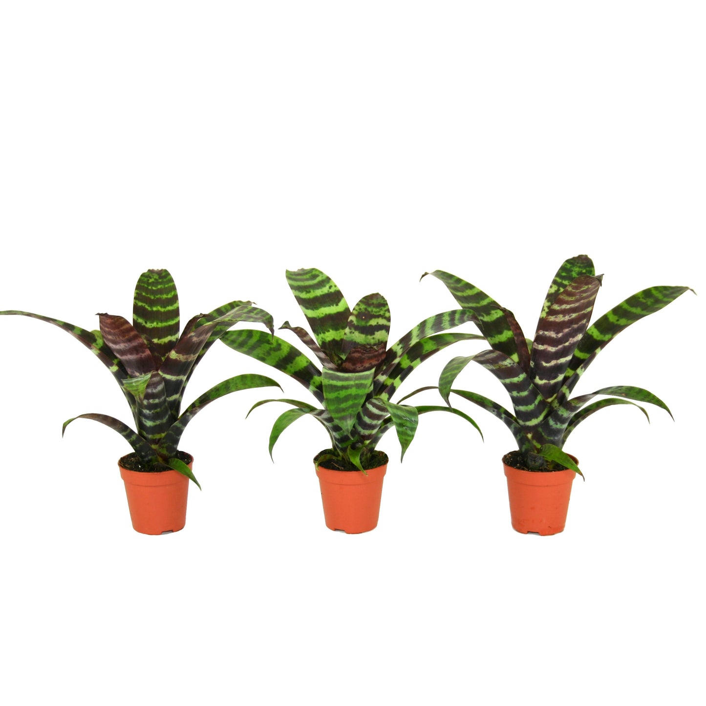 Vriesea Era 15cm 5.5cm Pot