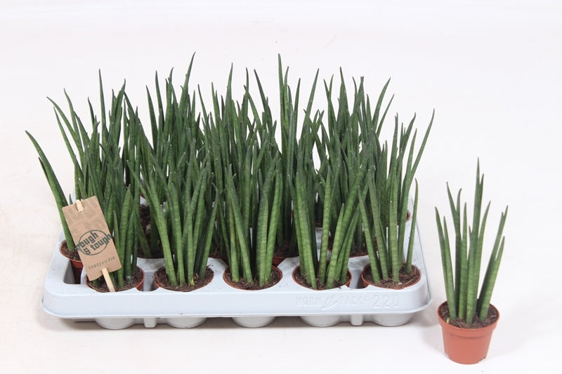 Sansevieria bacularis 20cm 6cm Pot