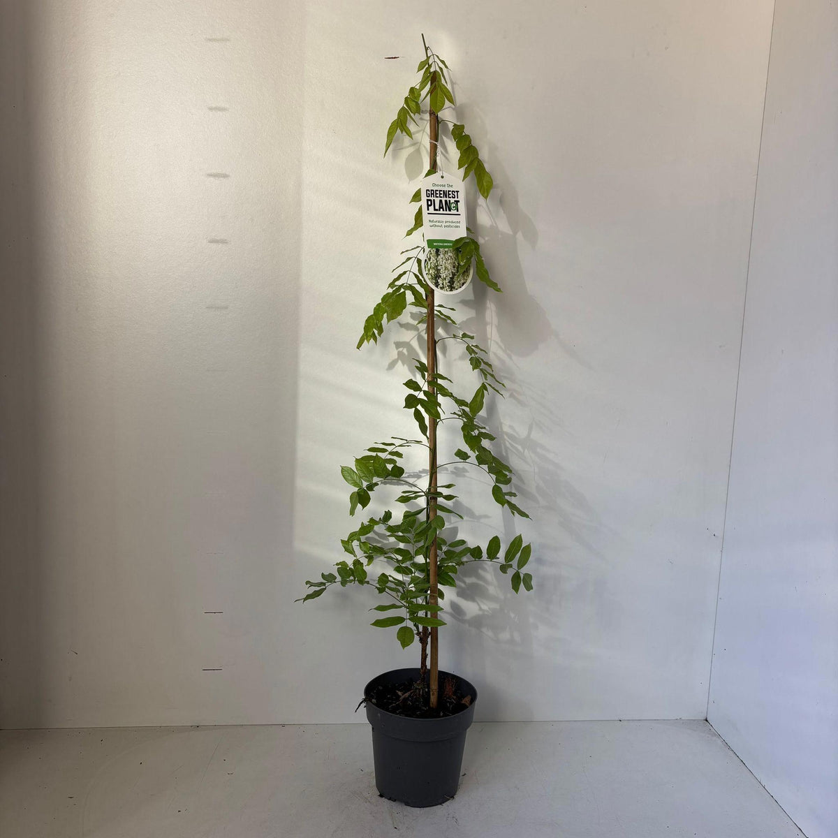Wisteria sin. Alba 100cm 17cm Pot