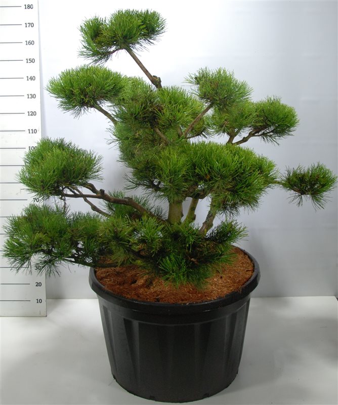 Pinus mugo 210cm 38cm Pot