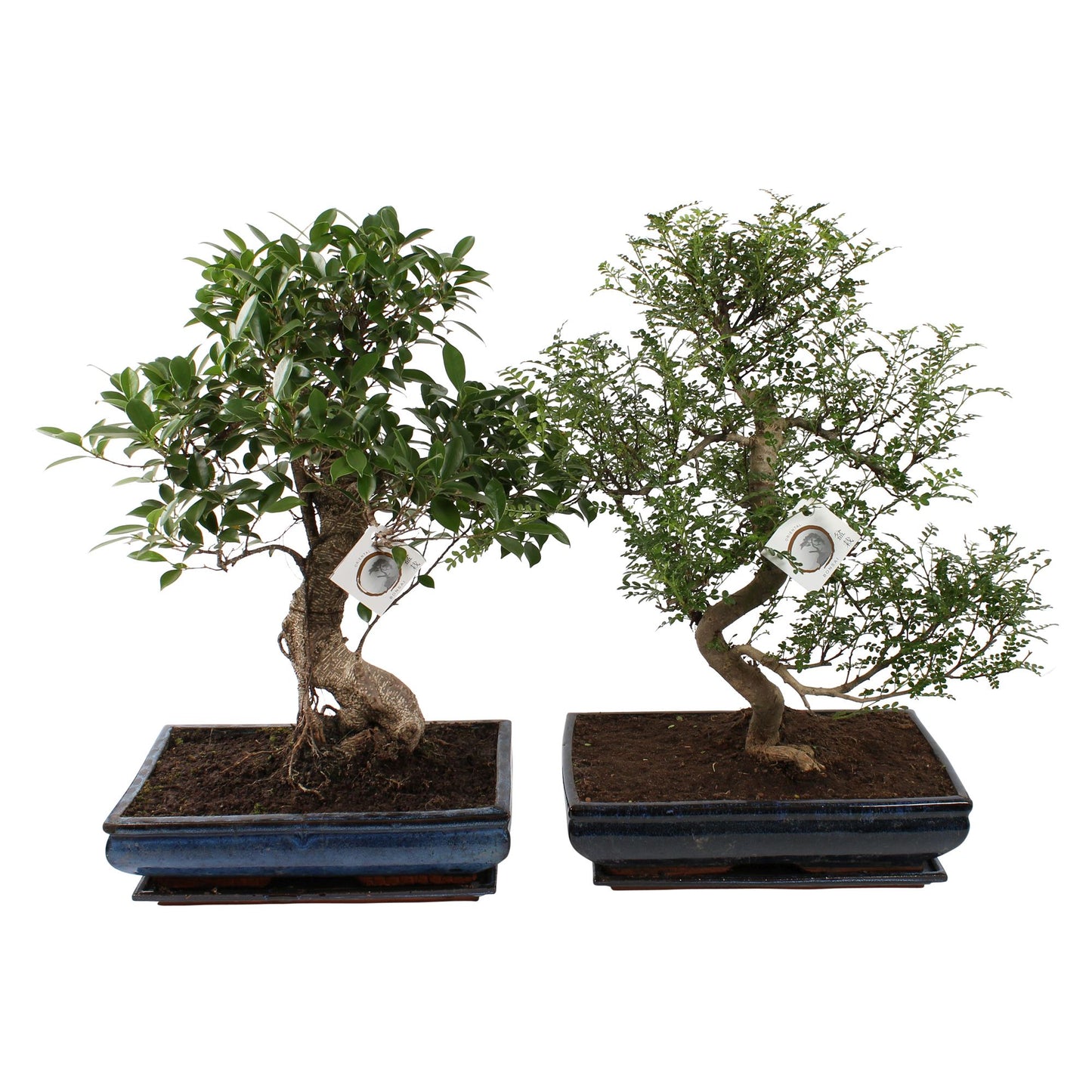Bonsai mix 65cm 40cm Pot