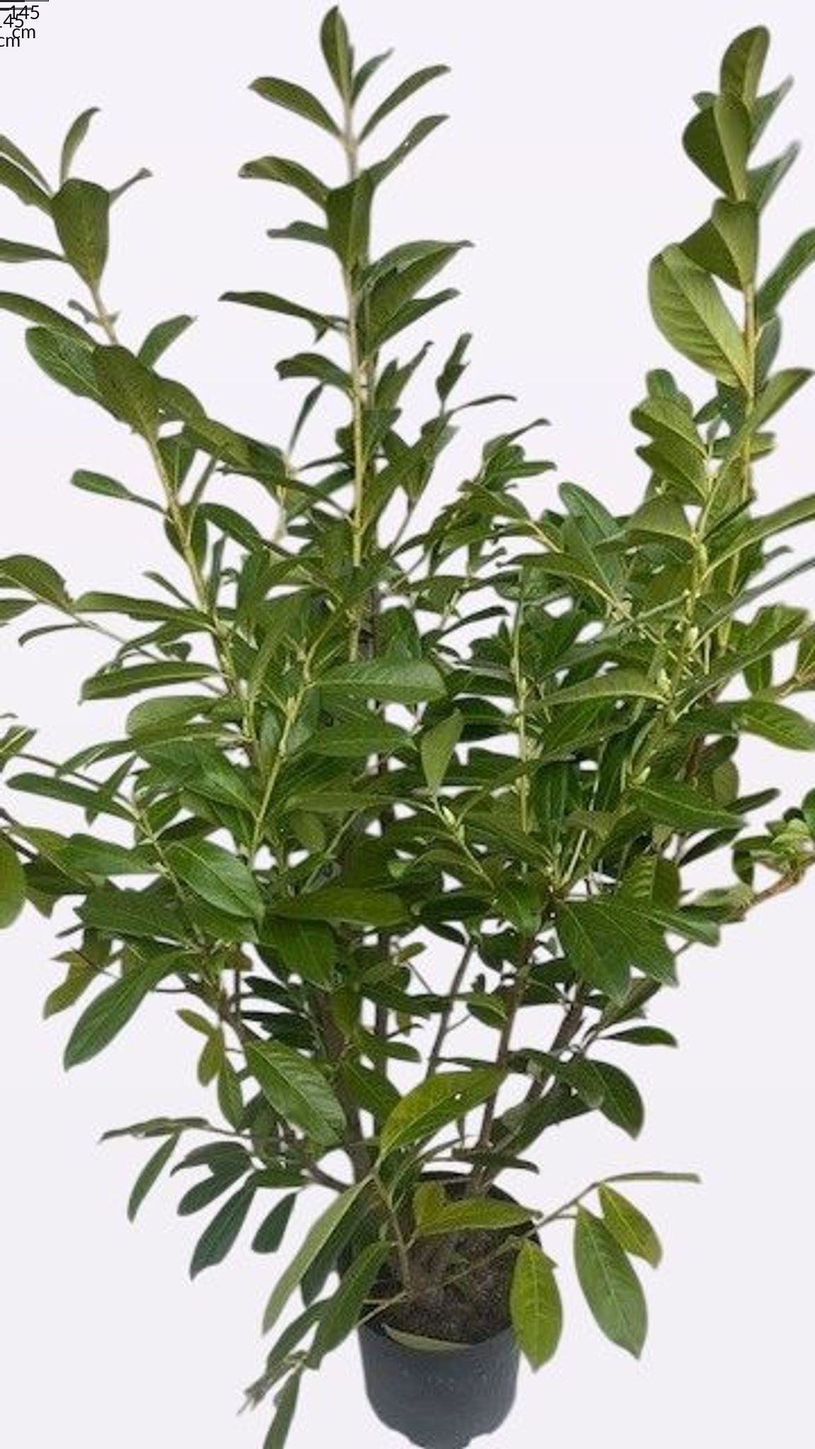 Prunus Novita 145cm 26cm Pot