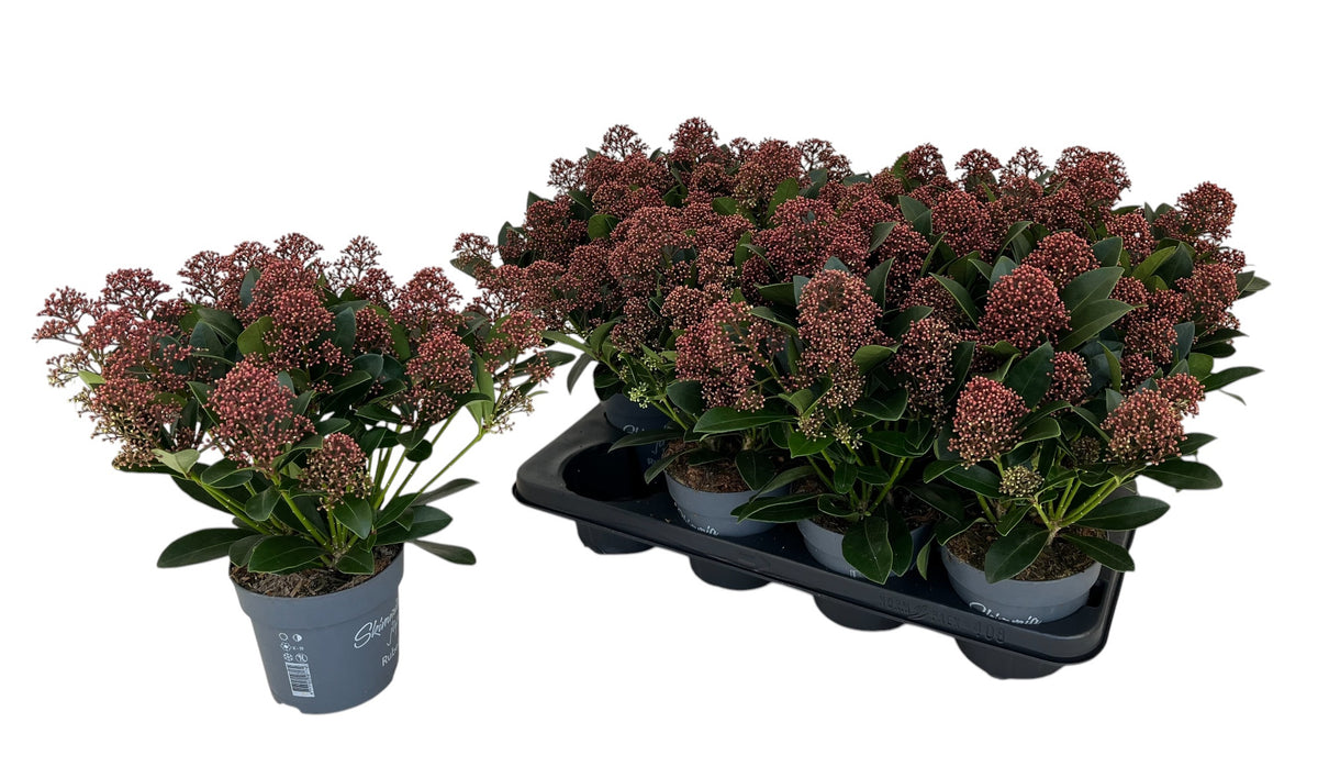 Skimmia japonica Rubella 33cm 13cm Pot