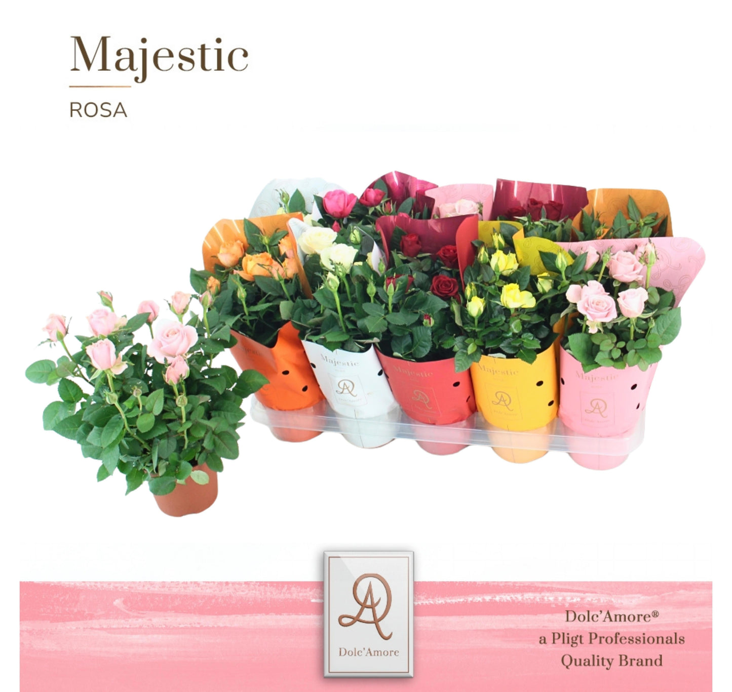 Rosa Dolc'Amore mix 29cm 12cm Pot