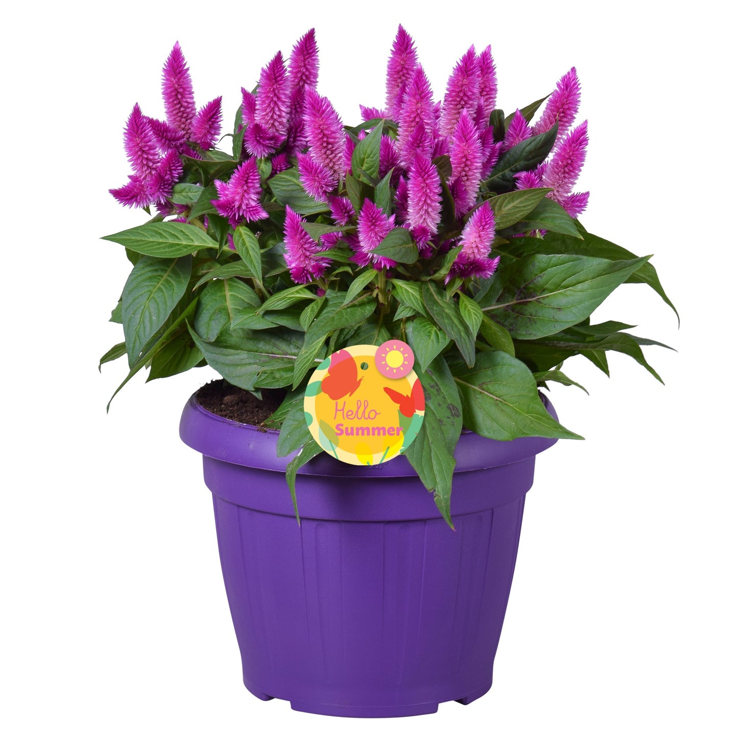 Celosia argentea Intenz+ 35cm 22cm Pot
