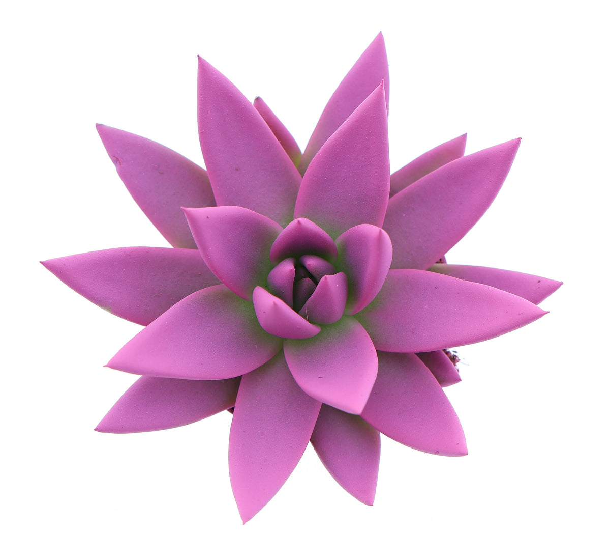Rainbow cerise 246 8cm 6cm Pot