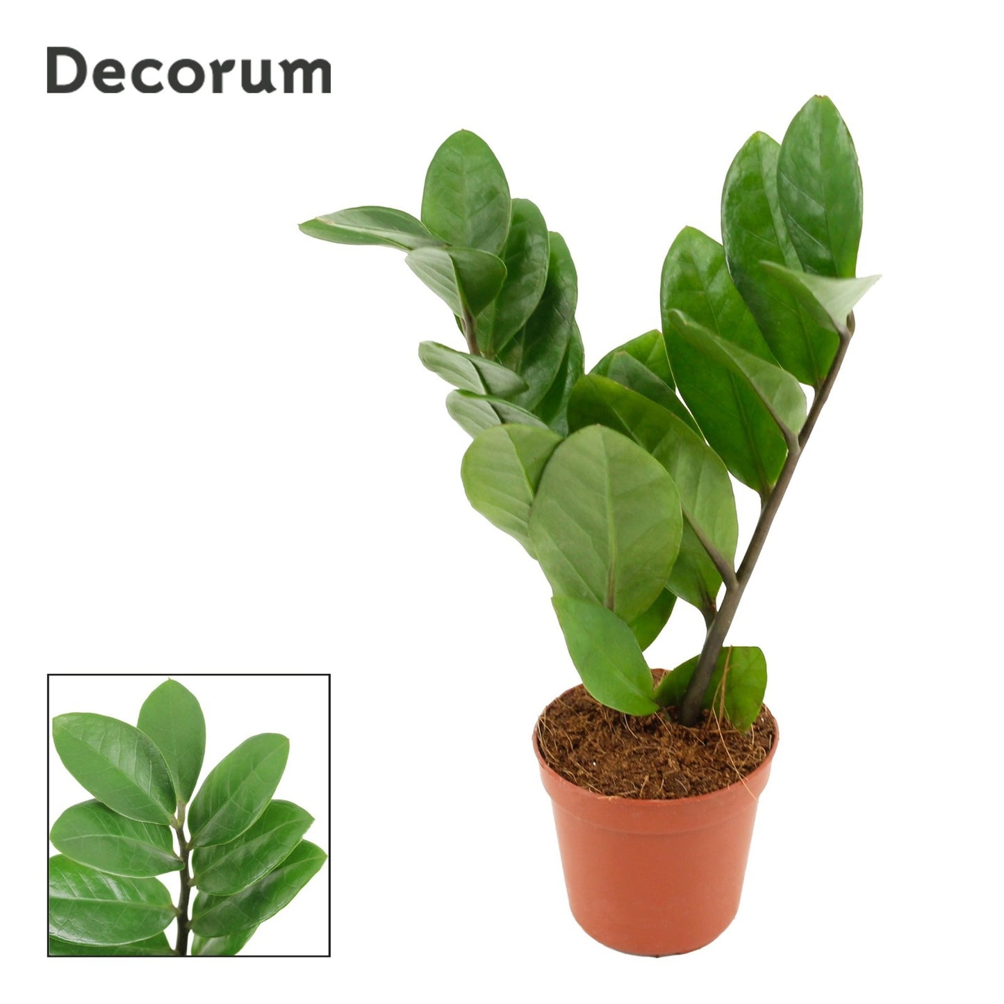 Zamioculcas zamiifolia 18cm 505cm Pot