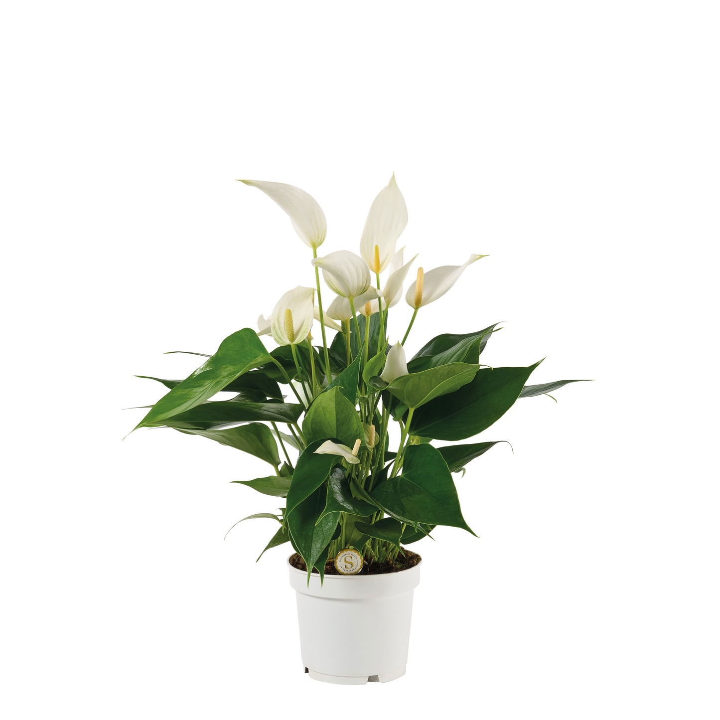 Anthurium Banderola Cava 40cm 12cm Pot