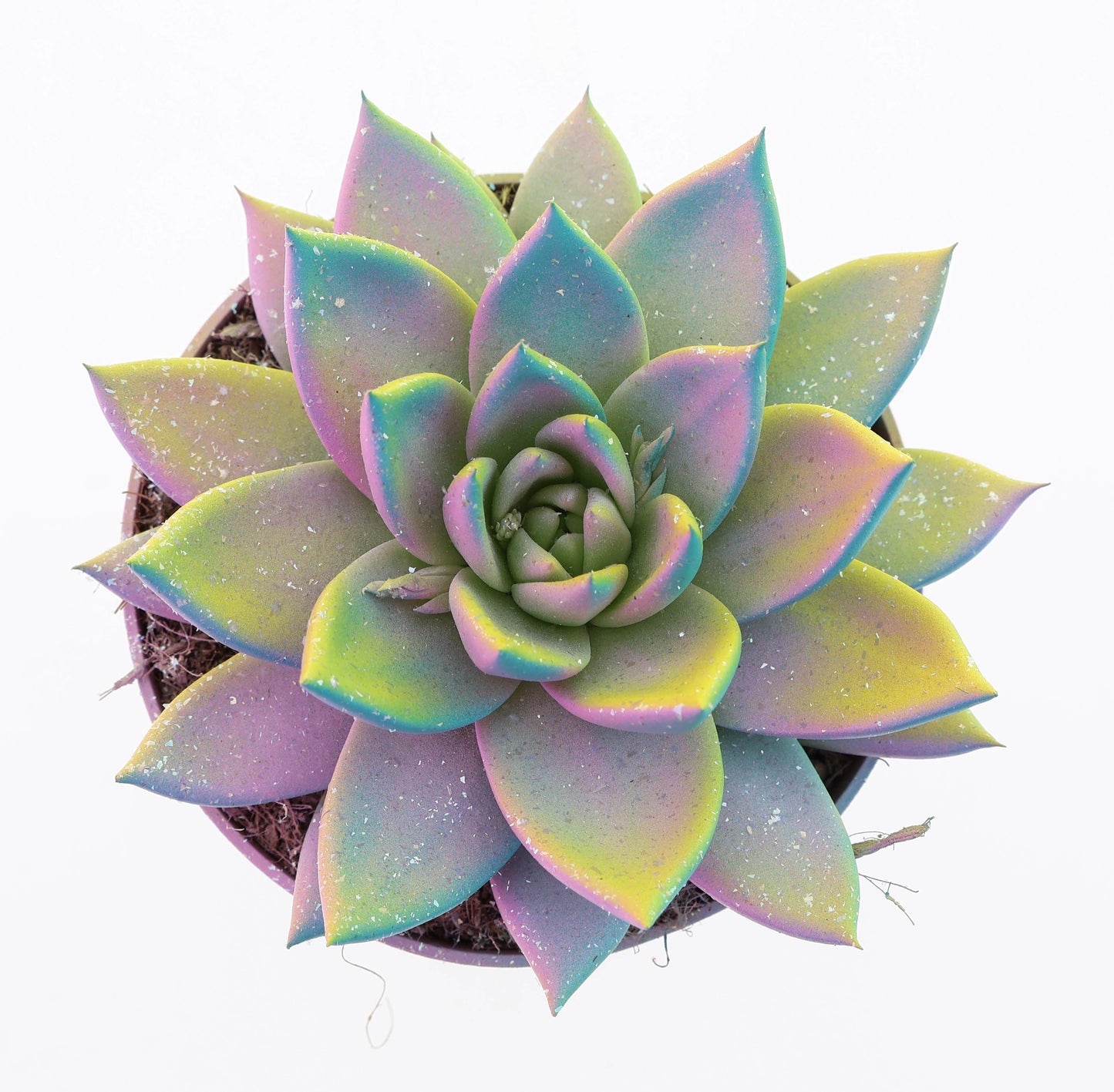 Miranda multi glitter mix 15cm 12cm Pot