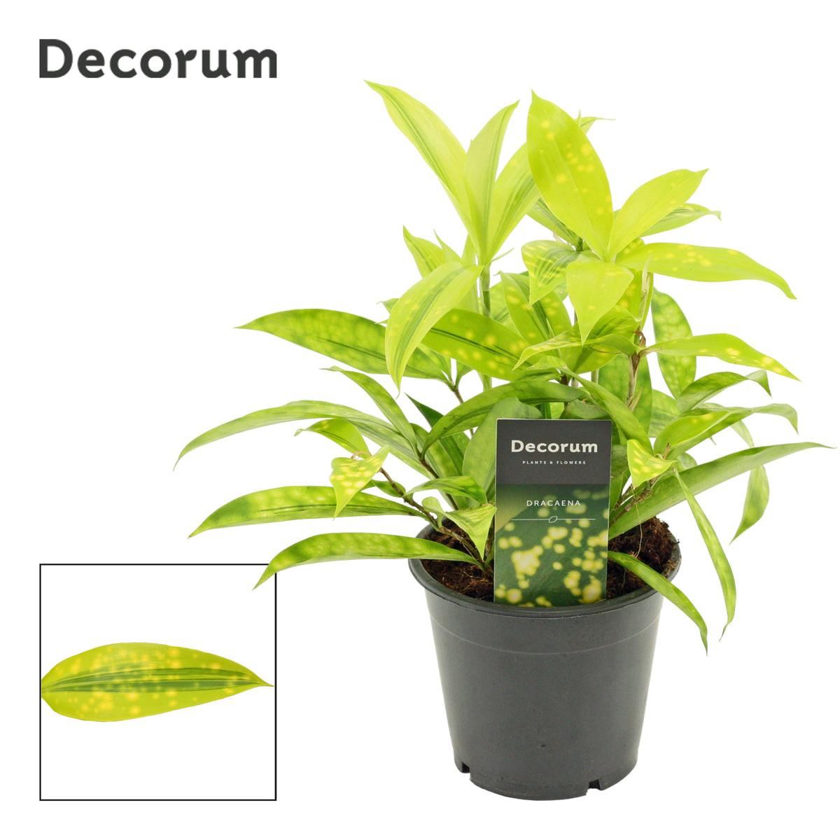 Dracaena surc. Mike 25cm 12cm Pot