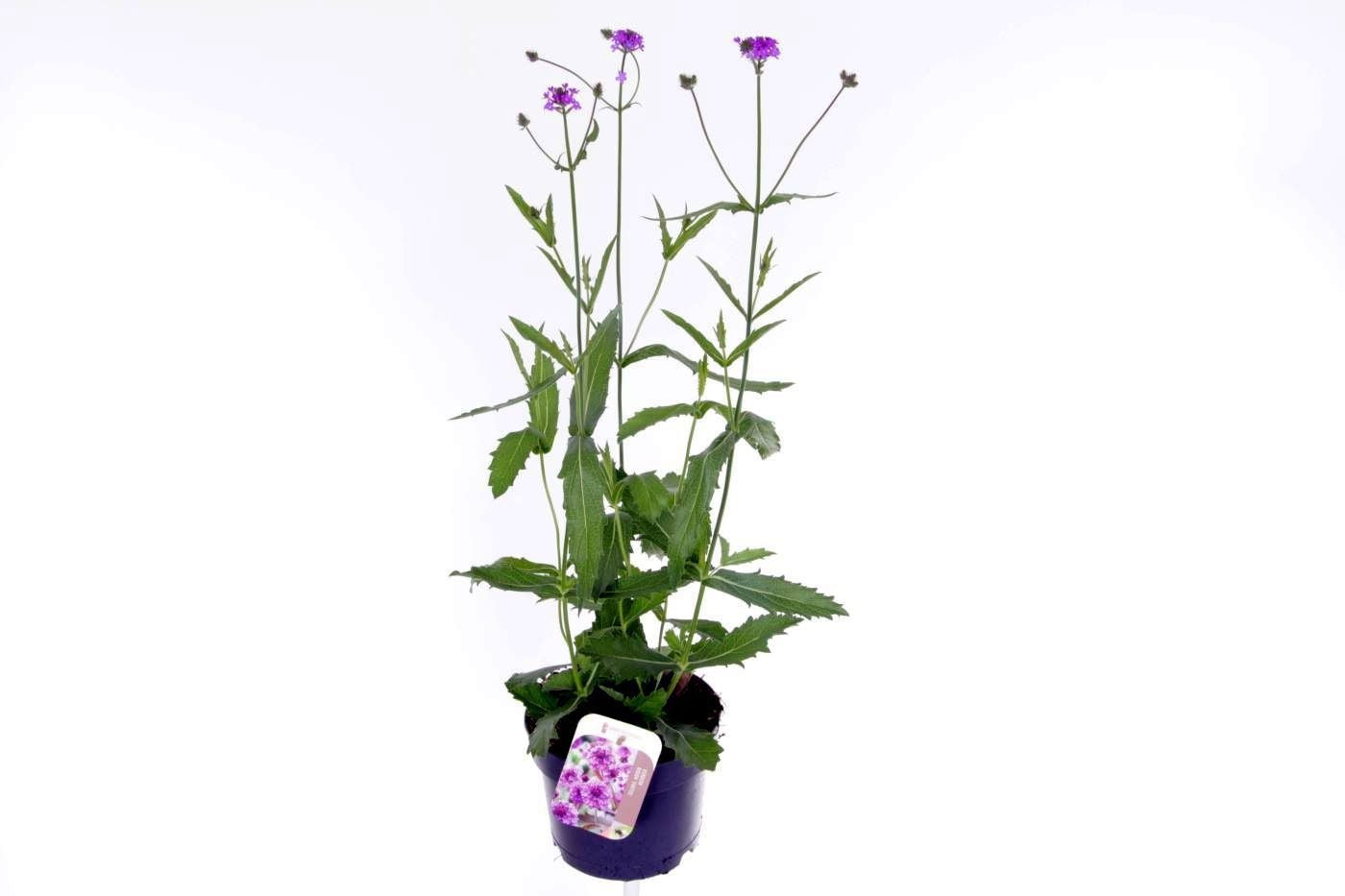 Verbena rigida 65cm 17cm Pot