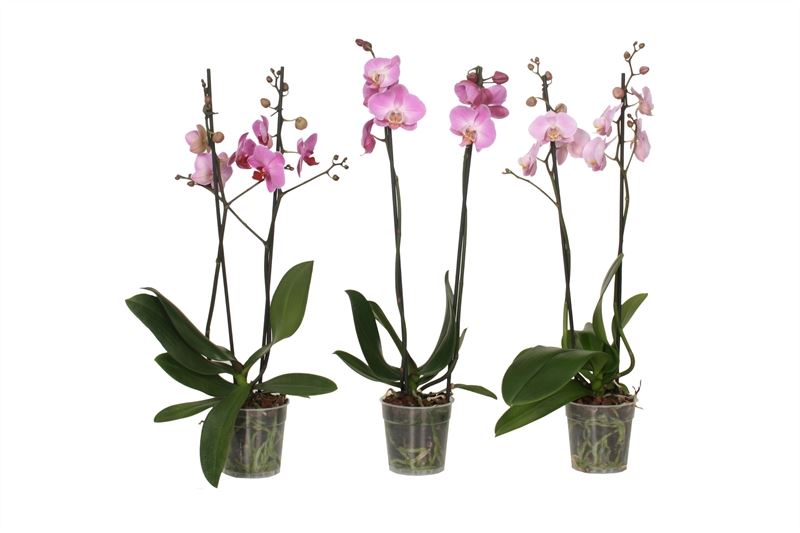 Phalaenopsis pink 60cm 12cm Pot