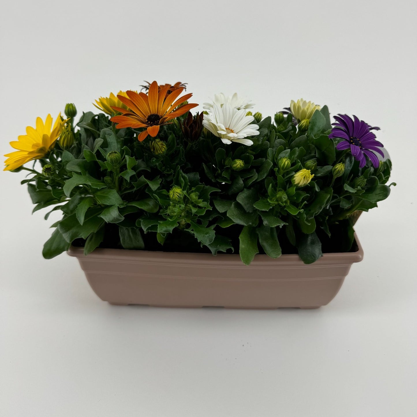 Osteospermum Margarita mix 24cm 27cm Pot