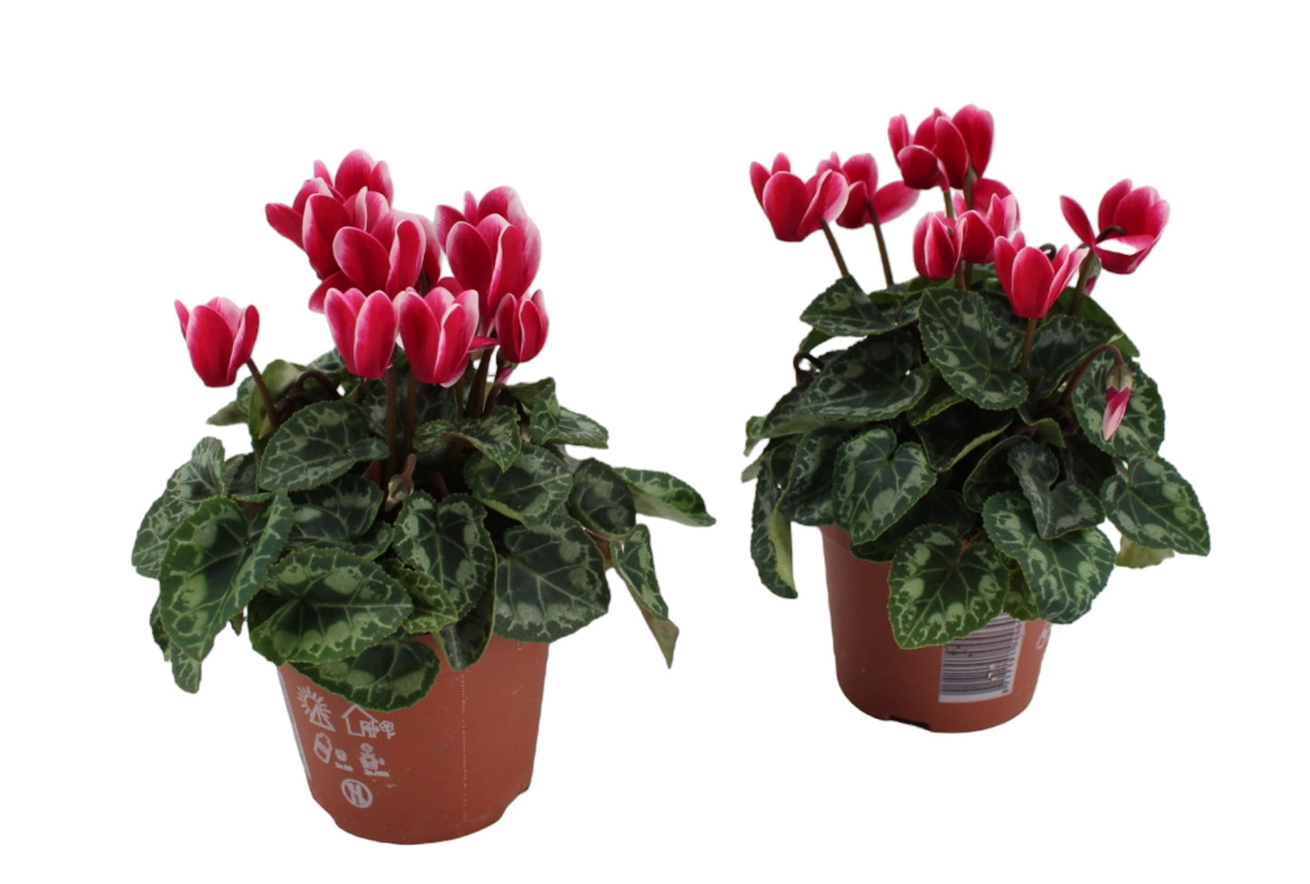 Mostert, Pl.Kw. P. Cyclamen Allure Fuji Pack of 10