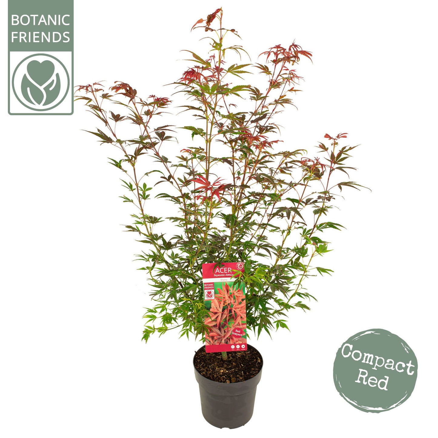 Acer Shaina 80cm 24cm Pot