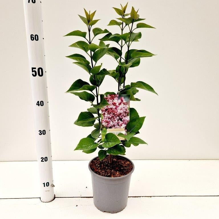 Syringa vulgaris Katherine Havemeyer 35cm 17cm Pot