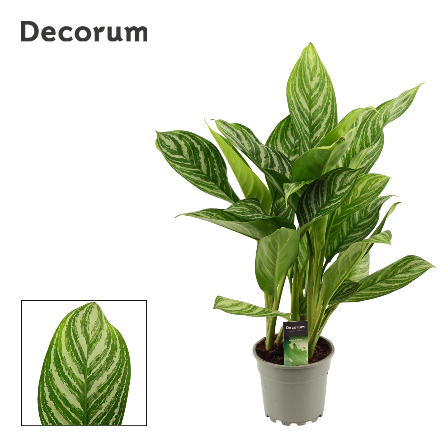 Aglaonema Stripes 55cm 17cm Pot