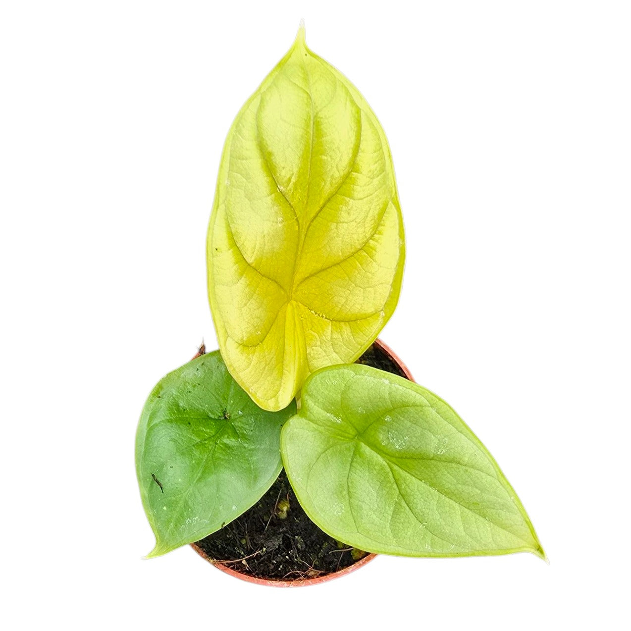 Alocasia amazonica 10cm 7cm Pot