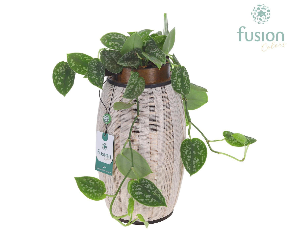 Houten Lantaarn met Scindapsus 43cm 18cm Pot