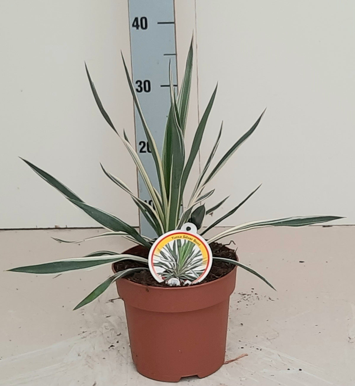 Yucca gloriosa 40cm 17cm Pot