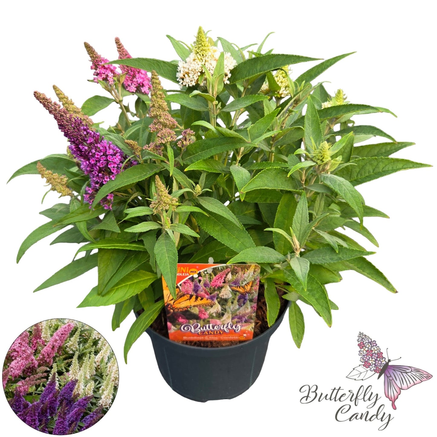 Buddleja Butterfly Candy Little Pink 55cm 23cm Pot