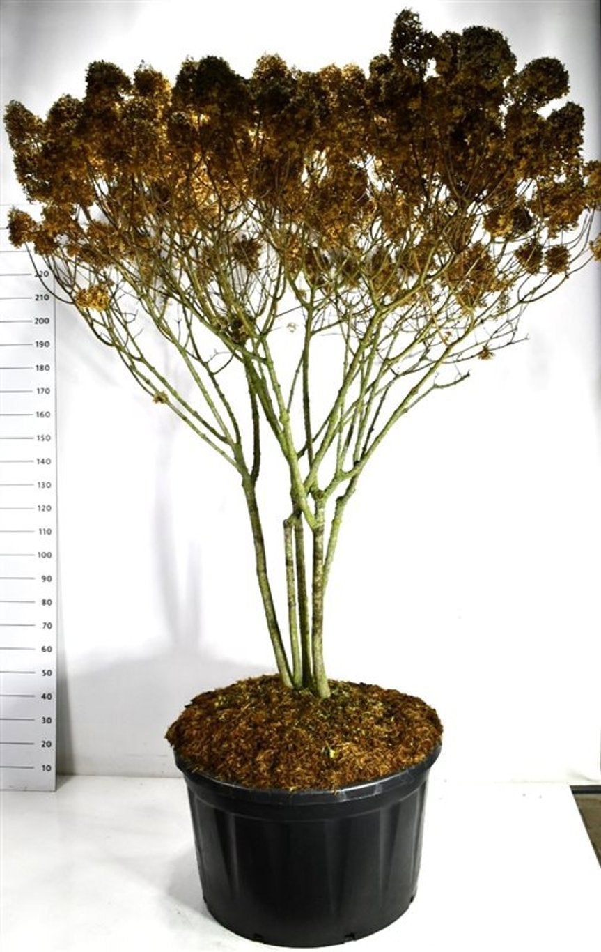 Hydrangea paniculata Limelight 270cm 96cm Pot