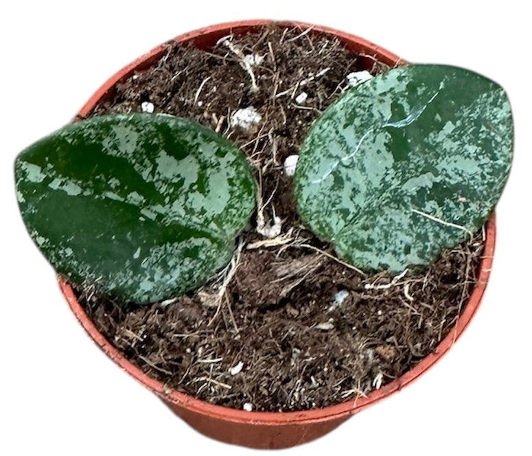 Hoya australis 8cm 6cm Pot