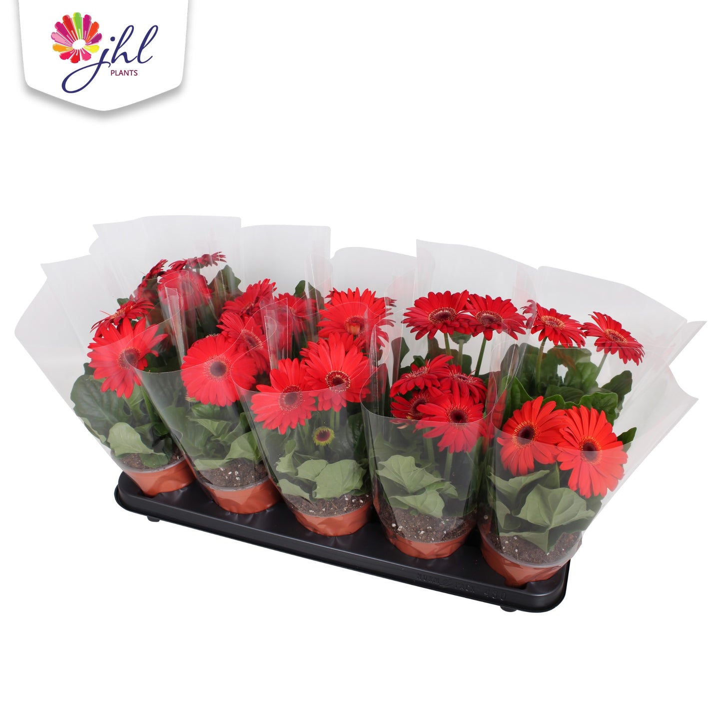 Gerbera Colourgame red 30cm 12cm Pot
