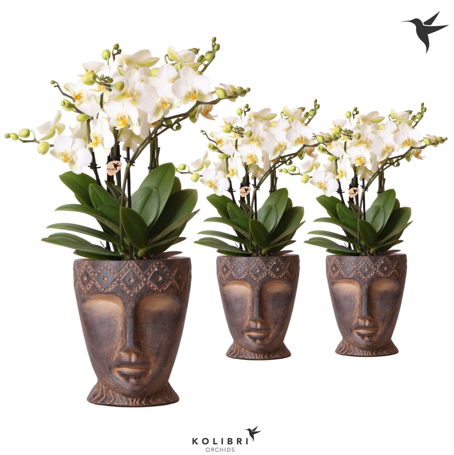 Phalaenopsis mf. Lausanne 45cm 12cm Pot