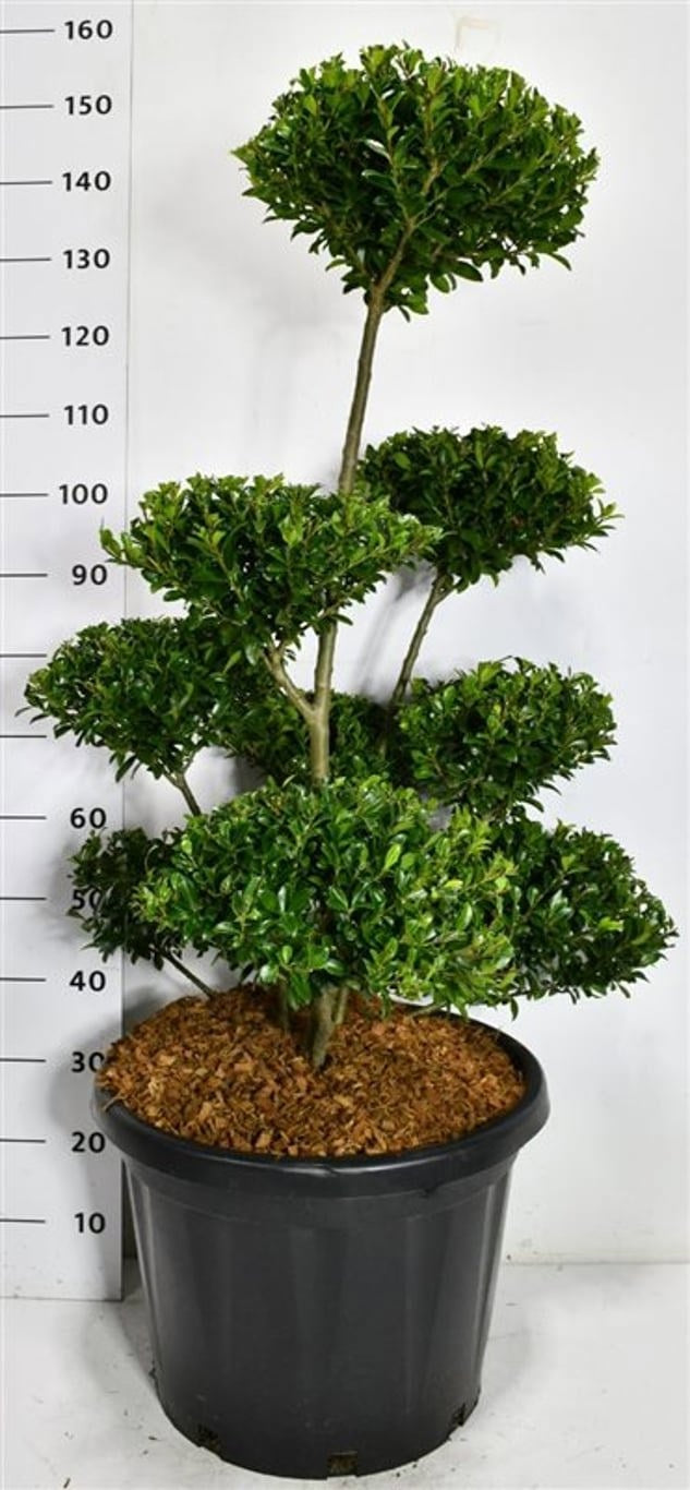 Ilex mix 140cm 48cm Pot