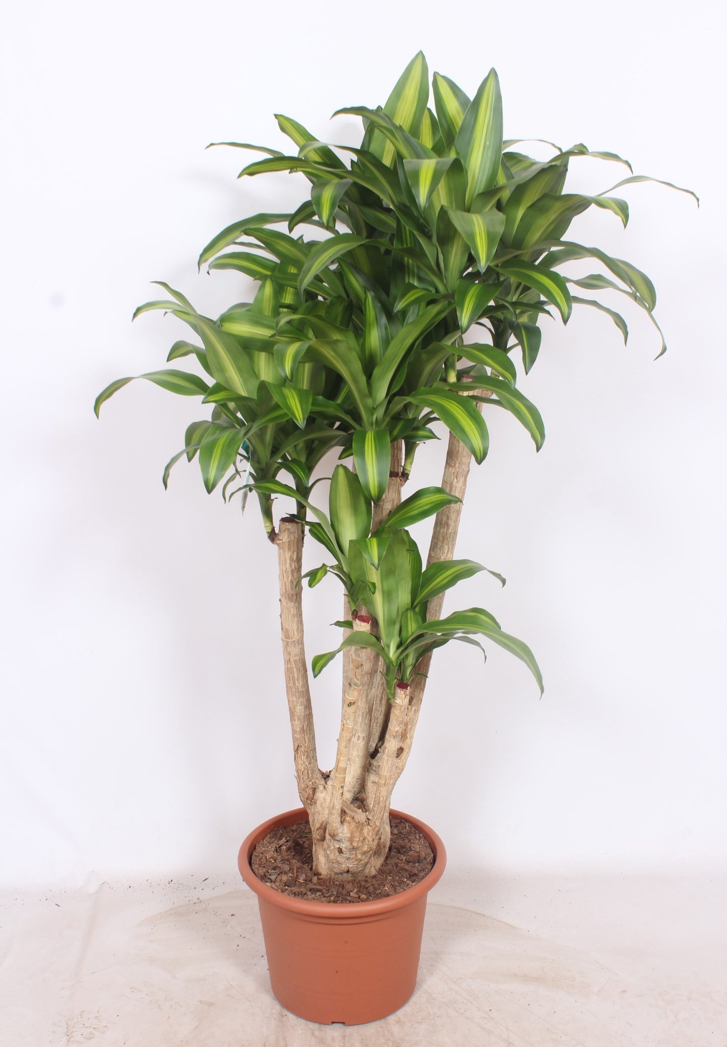 Dracaena frag. Massangeana 170cm 40cm Pot